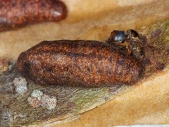 Hypochrysops digglesii