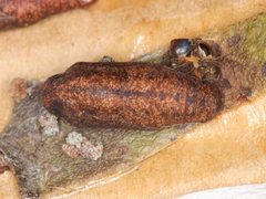 Hypochrysops digglesii