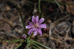Stephanomeria lactucina