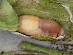 Hypochrysops apelles