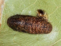 Hypochrysops ignitus chrysonotus