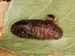 Hypochrysops ignitus chrysonotus