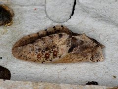 Eirmocides absimilis