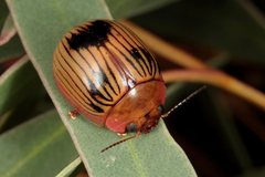 Paropsisterna variabilis