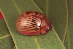 Paropsisterna variabilis