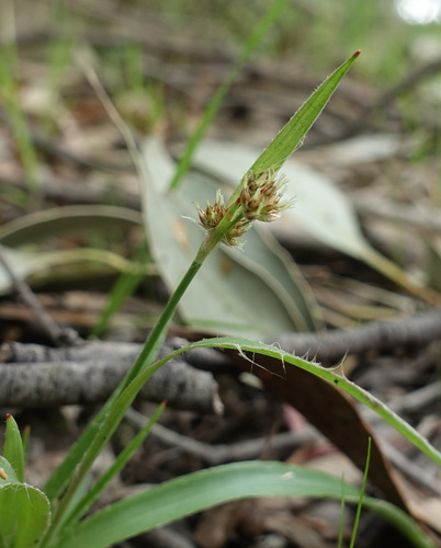 Luzula meridionalis, photograph 6
