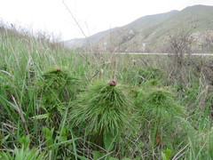 Paeonia tenuifolia