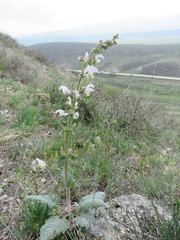 Salvia verbascifolia