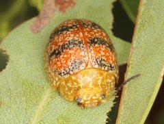 Paropsis obsoleta