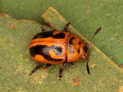 Calomela crassicornis