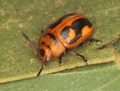 Calomela crassicornis