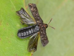 Octotoma scabripennis