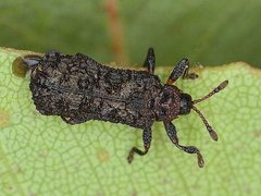 Octotoma scabripennis