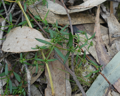 Image of Opercularia varia by (c) yatesy, some rights reserved (CC BY)