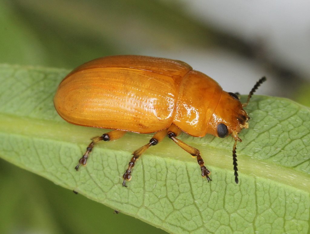 Platymela geniculata