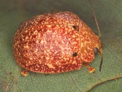 Paropsis variolosa