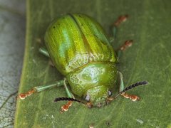 Calomela pallida