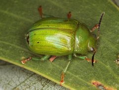 Calomela pallida