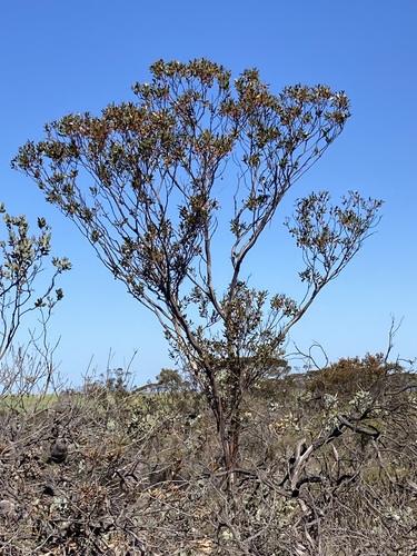 Image of Eucalyptus stoatei by (c) Thomas Mesaglio, some rights reserved (CC BY)