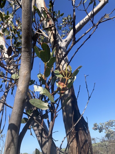 Image of Eucalyptus stoatei by (c) Thomas Mesaglio, some rights reserved (CC BY)