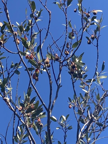 Image of Eucalyptus stoatei by (c) Thomas Mesaglio, some rights reserved (CC BY)