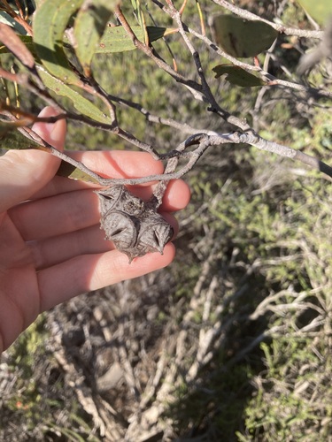Image of Eucalyptus lehmannii by (c) Thomas Mesaglio, some rights reserved (CC BY)