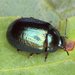 Klamath Weed Beetle - Photo (c) Martin Lagerwey, some rights reserved (CC BY-NC-SA), uploaded by Martin Lagerwey