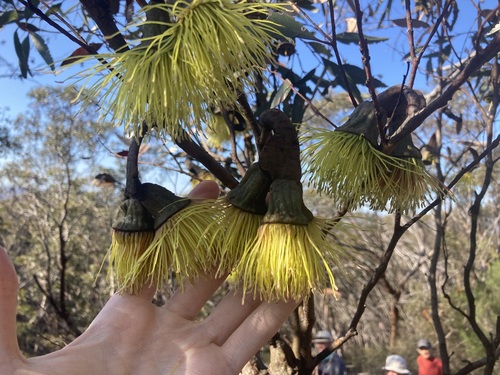 Image of Eucalyptus megacornuta by (c) Thomas Mesaglio, some rights reserved (CC BY)