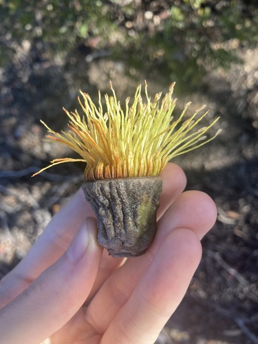 Image of Eucalyptus megacornuta by (c) Thomas Mesaglio, some rights reserved (CC BY)