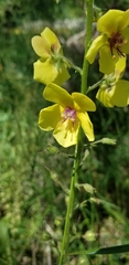 Verbascum blattaria