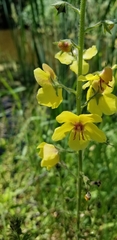 Verbascum blattaria