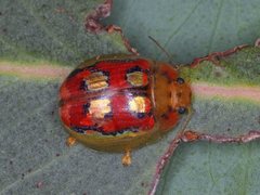 Paropsisterna nobilitata