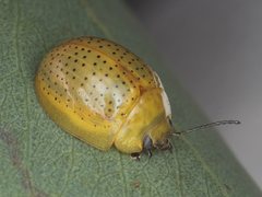 Paropsisterna inspersa