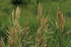 Bromus riparius