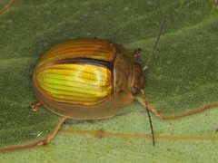 Paropsisterna hectica