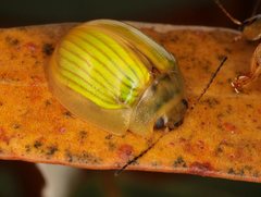 Paropsisterna hectica