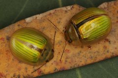 Paropsisterna hectica