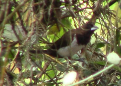 Lonchura leucogastroides