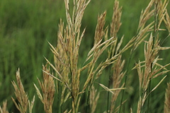 Bromus riparius
