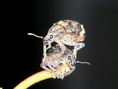 Oxyops fasciatus