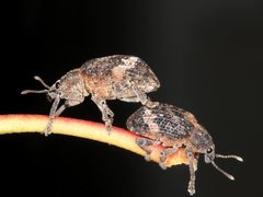 Oxyops fasciatus