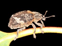Oxyops fasciatus