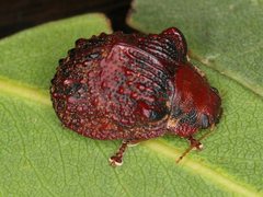 Trachymela papuligera