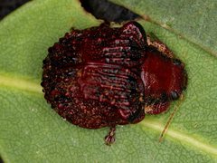 Trachymela papuligera