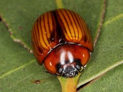 Paropsisterna rufobrunnea