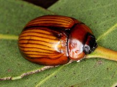 Paropsisterna rufobrunnea