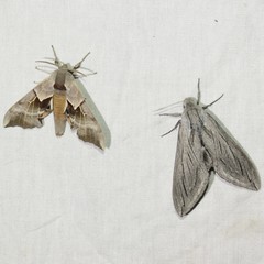 Smerinthus saliceti