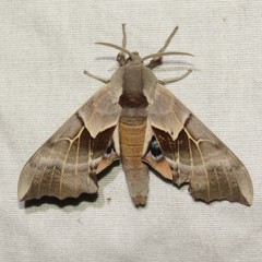 Smerinthus saliceti