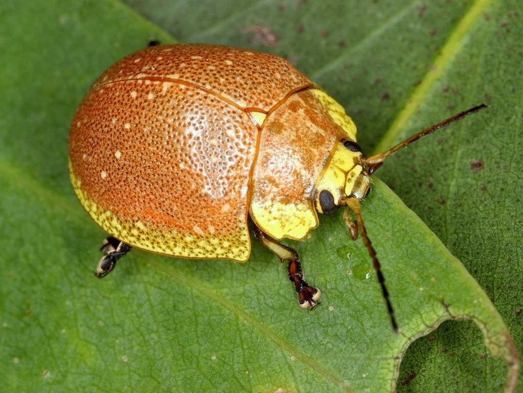 Paropsis bella