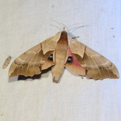 Smerinthus saliceti